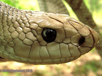 Florida Pine Snake