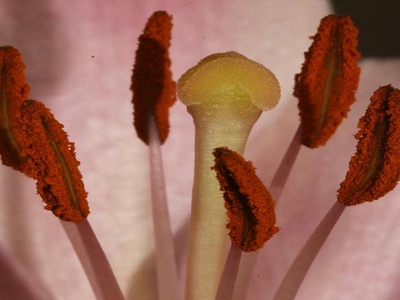 Flower Thrips