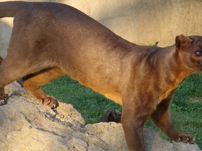 Fossa