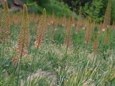 Foxtail Lily