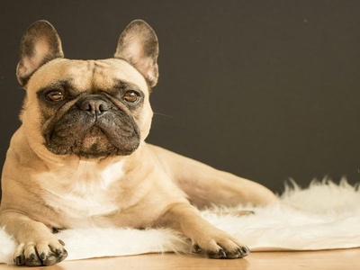 French Bulldog
