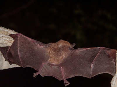 Fringe-lipped Bat