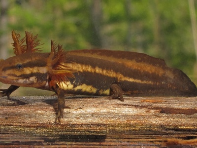Frosted Flatwoods Salamander