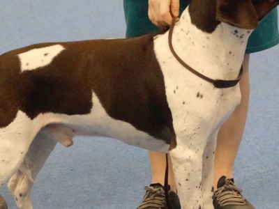 Gammel Dansk Hønsehund