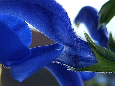 Gentian Sage