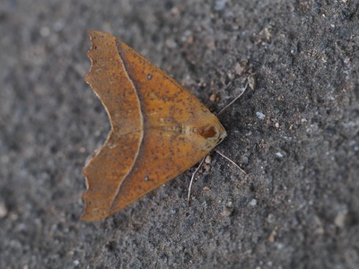 Geometer Moth