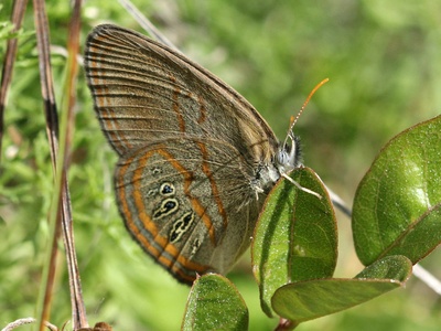 Georgia Satyr