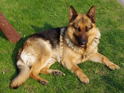 German Shepherd