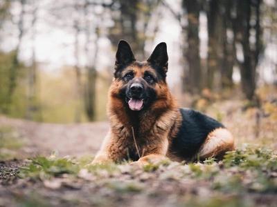 German Shepherd