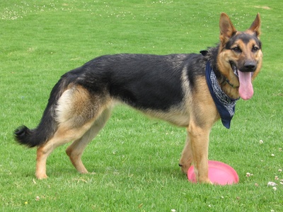 German Shepherd Dog