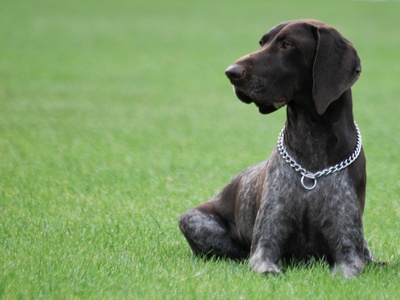German Shorthaired Pointer