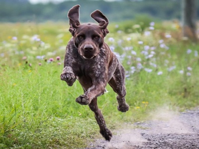 German Shorthaired Pointer