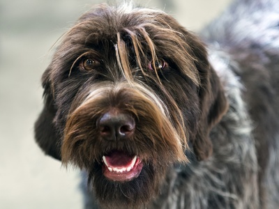 German Wirehaired Pointer