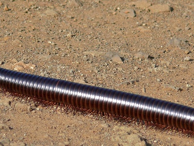 Giant African Millipede