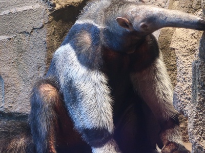 Giant Anteater