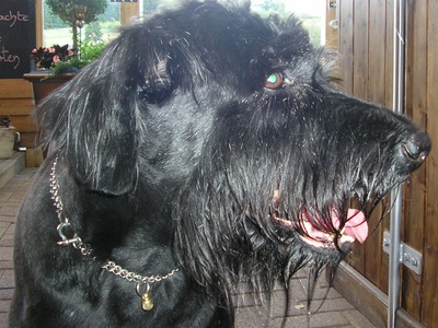 Giant Schnauzer