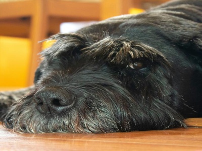 Giant Schnauzer