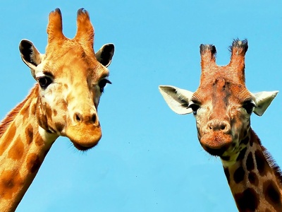 Giraffe