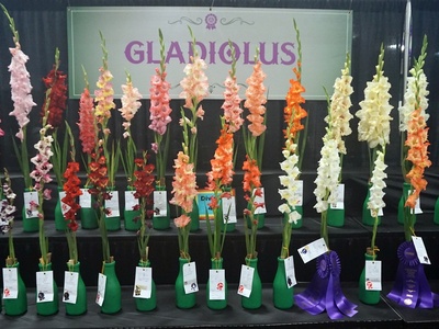Gladiolus