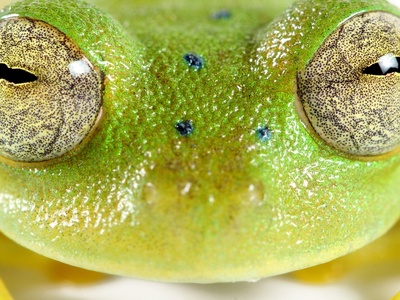 Glass Frog