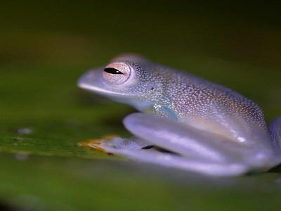 Glass Frog