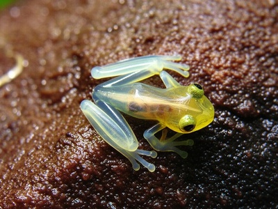 Glass Frog Tadpole