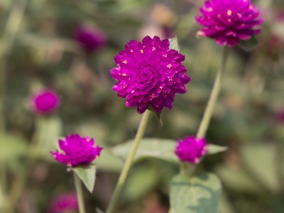 Globe Amaranth