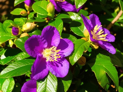 Glory Bush