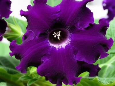 Gloxinia