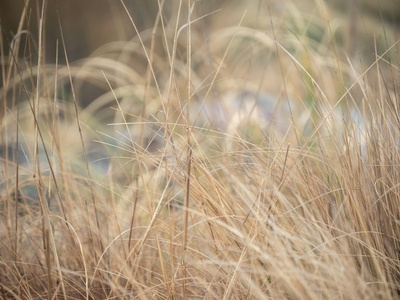 Golden Grass