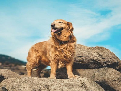 Golden Retriever