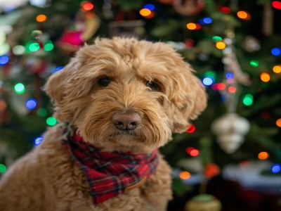 Goldendoodle