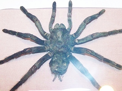 Goliath Birdeater