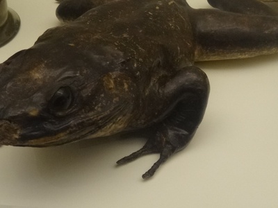 Goliath Frog
