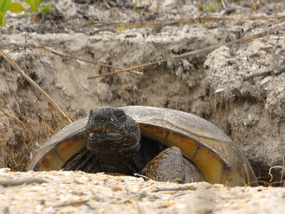 Gopher Tortoise