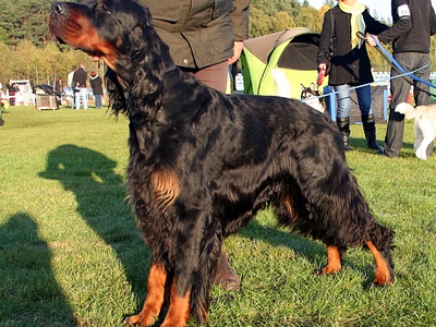 Gordon Setter