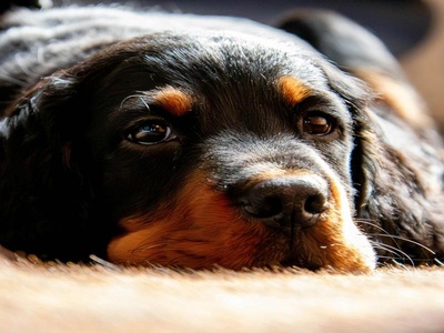 Gordon Setter