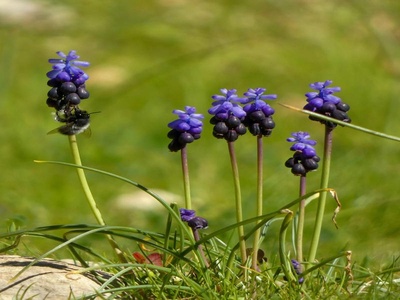 Grape Hyacinth