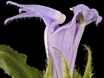 Great Blue Lobelia