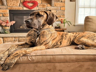 Great Dane