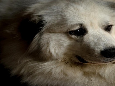 Great Pyrenees