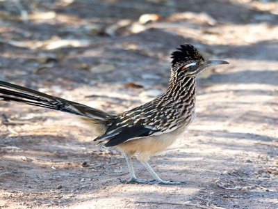 Greater Roadrunner