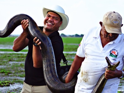 Green Anaconda