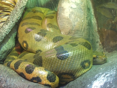 Green Anaconda