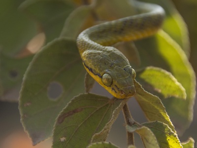 Green Cat Snake