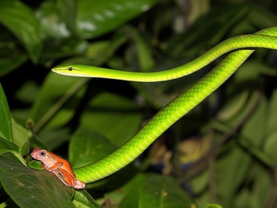 Green Forest Racer