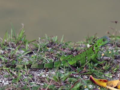 Green Iguana