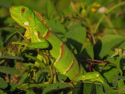 Green Iguana