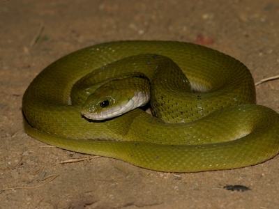 Green Keelback