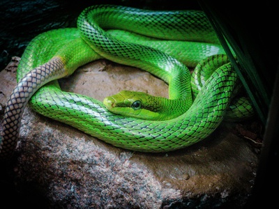 Green Rat Snake